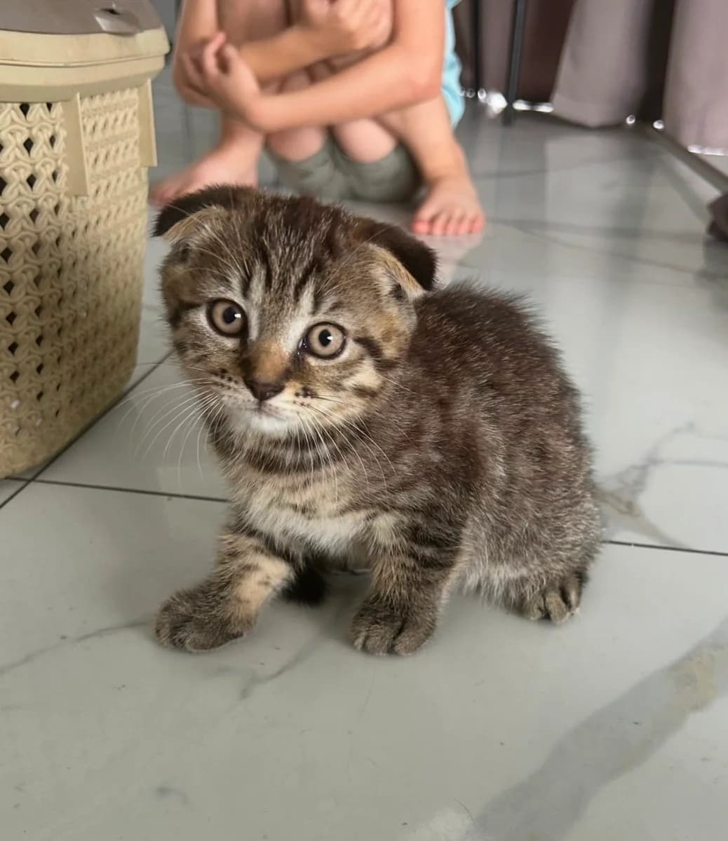 Shotlandskie kotyata, malchik visloukhiy i pryamoukhiy (Шотландские котята, мальчик вислоухий и прям, male Mixed Breed for adoption at Kotyata Darom, Minsk Region
