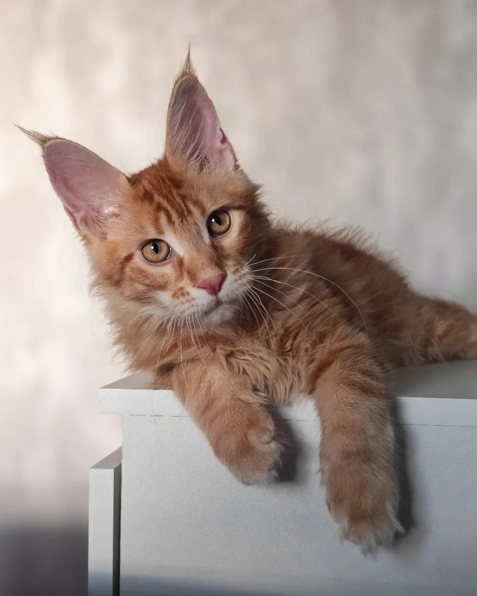 Kotyata meyn-kun gotovy k pereezdu (Котята мейн-кун готовы к переезду),  Mixed Breed for adoption at Kotyata Darom, Minsk Region