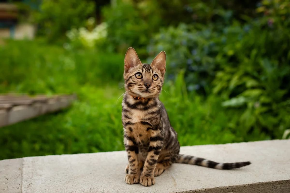 Roskoshnyy bengalskiy kotёnok malchik iz pitomnika (Роскошный бенгальский котёнок мальчик из питомни, male Mixed Breed for adoption at Kotyata Darom, Minsk Region