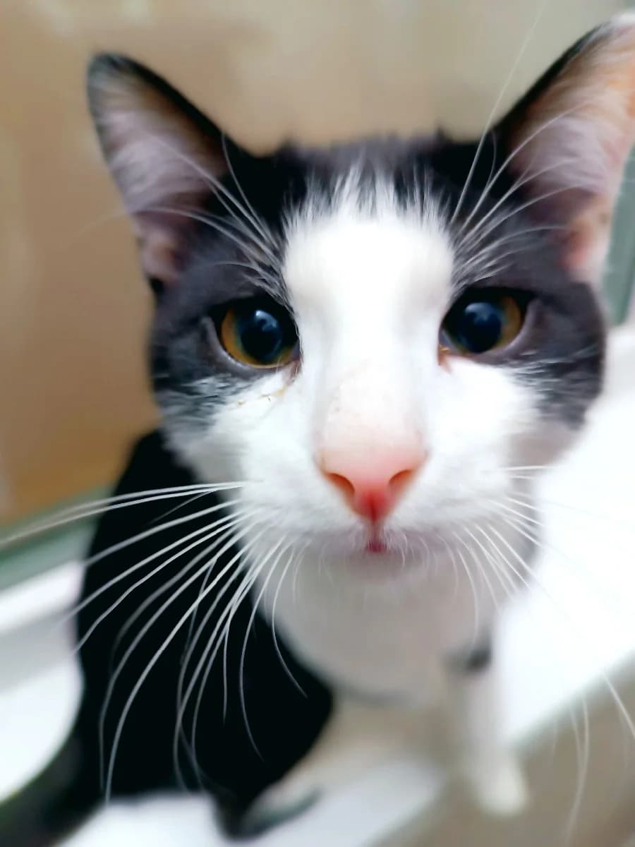 Potesha - milash (Потеша - милаш),  Mixed Breed for adoption at Kotyata Darom, Minsk Region
