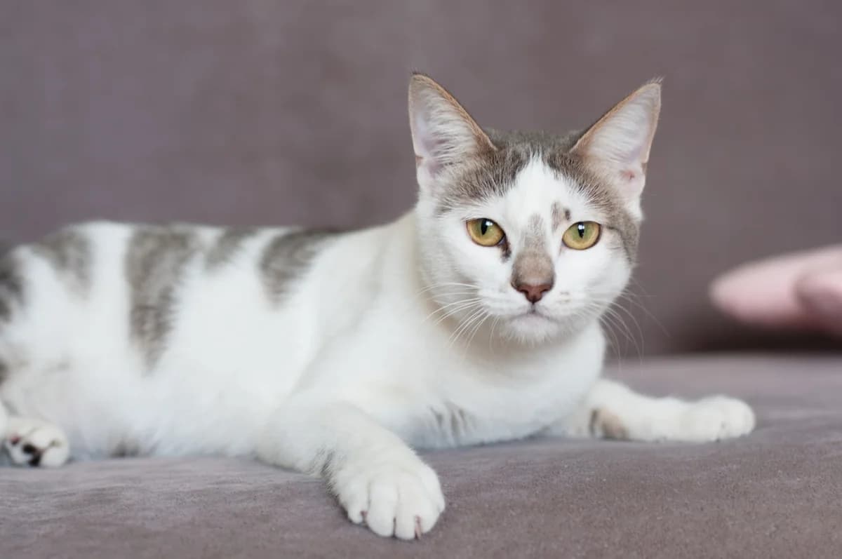 Viva - shustraya malyshka (Вива - шустрая малышка),  Mixed Breed for adoption at Kotyata Darom, Minsk Region