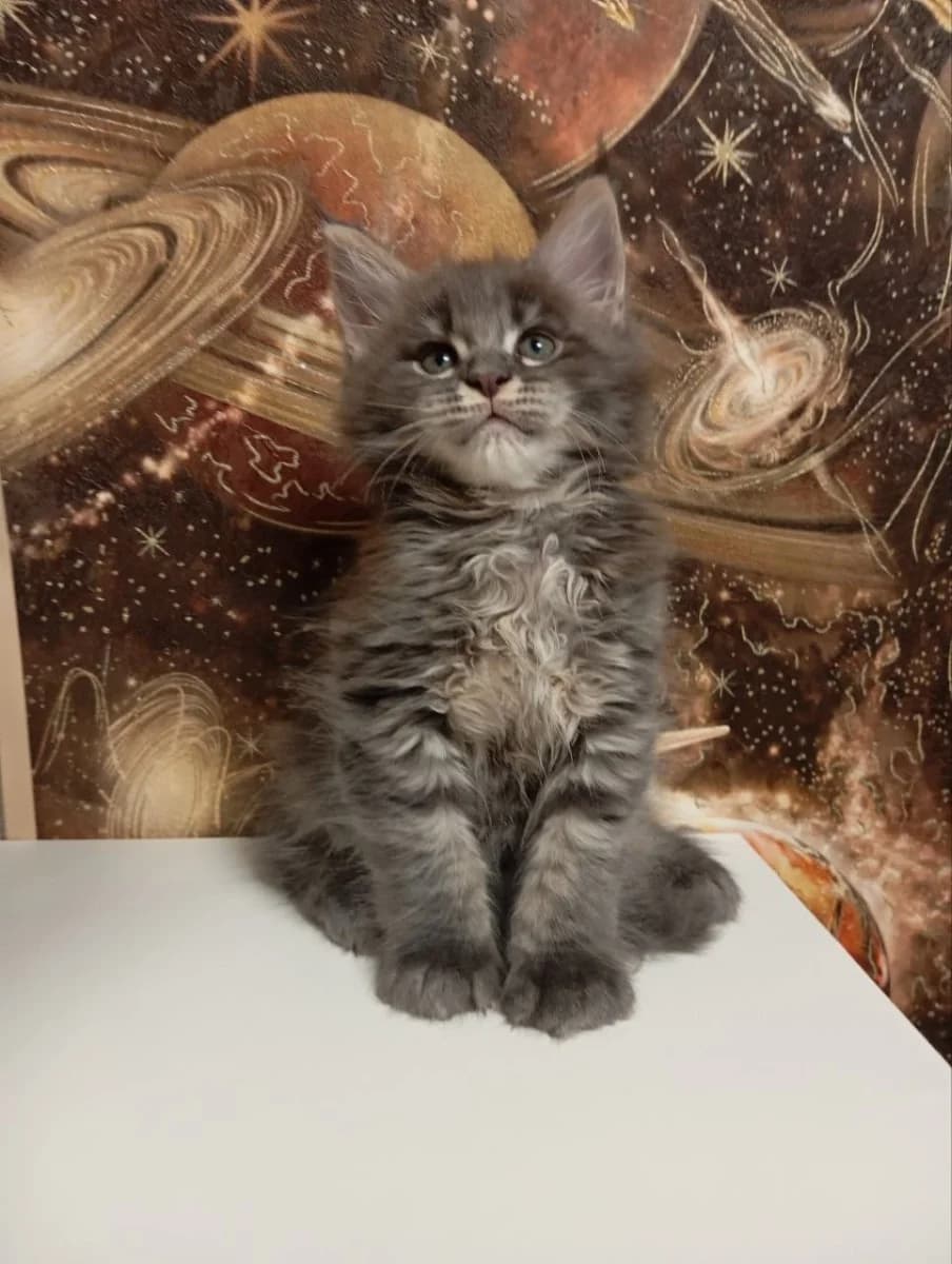 KOTYaTA MEYN-KUNY IShtUT DOM (КОТЯТА МЕЙН-КУНЫ ИЩУТ ДОМ),  Mixed Breed for adoption at Kotyata Darom, Minsk Region