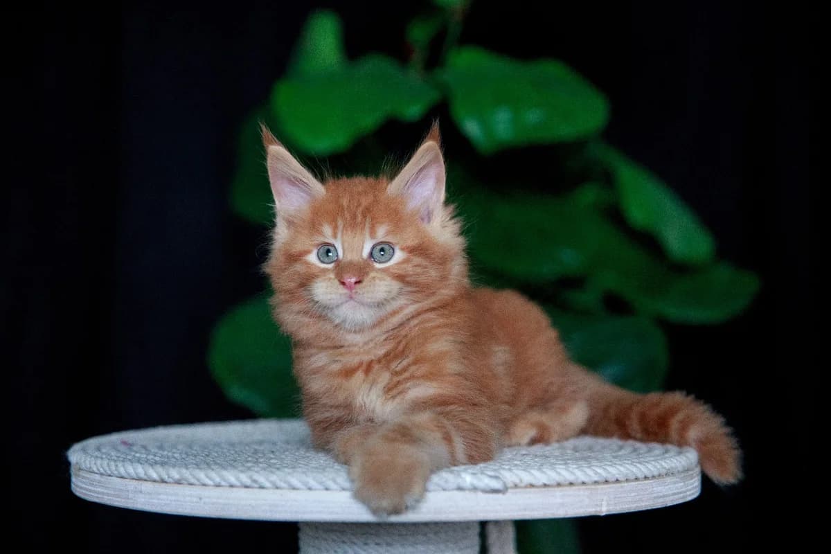 malchik meyn-kun (мальчик мейн-кун), male Mixed Breed for adoption at Kotyata Darom, Minsk Region