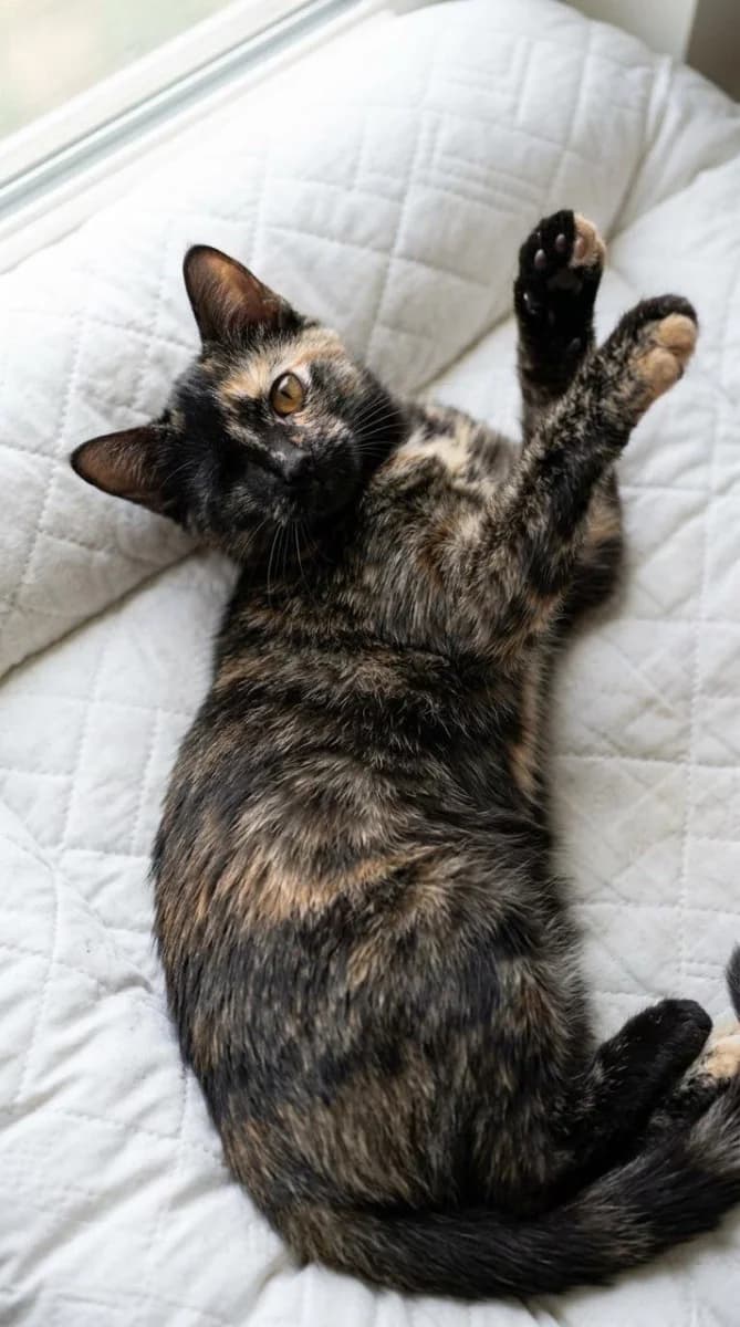 Sterilizovannaya odnoglazaya koshechka v poiskakh semi (Стерилизованная одноглазая кошечка в поисках, female Mixed Breed for adoption at Kotyata Darom, Minsk Region