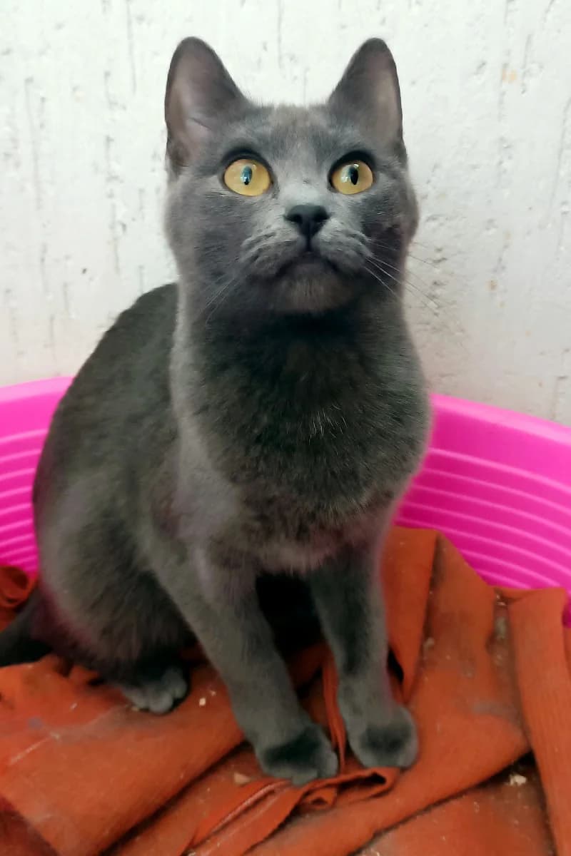 Enni - Alya russkaya golubaya malyshka (Энни - Аля русская голубая малышка),  Mixed Breed for adoption at Kotyata Darom, Minsk Region