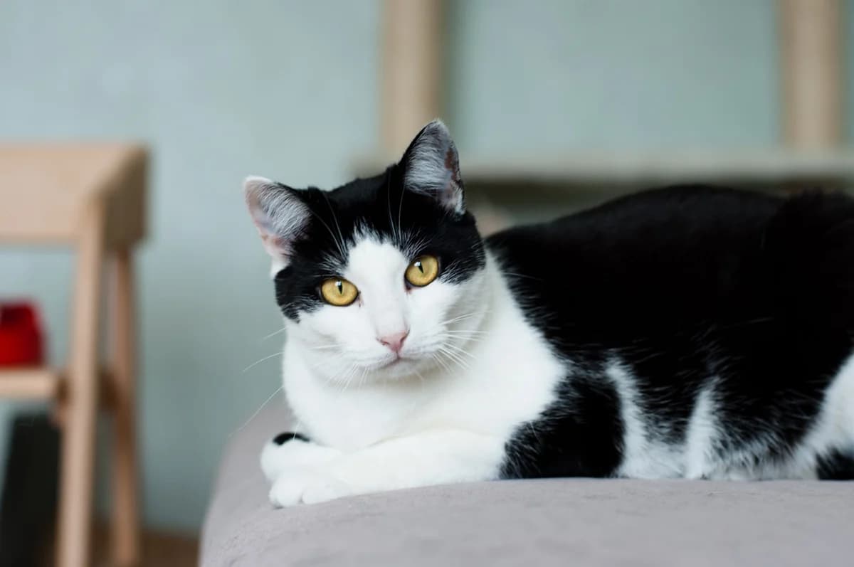 Reyna - dushevnaya kotyunya (Рейна - душевная котюня), Mixed Breed (Kotyata Darom)