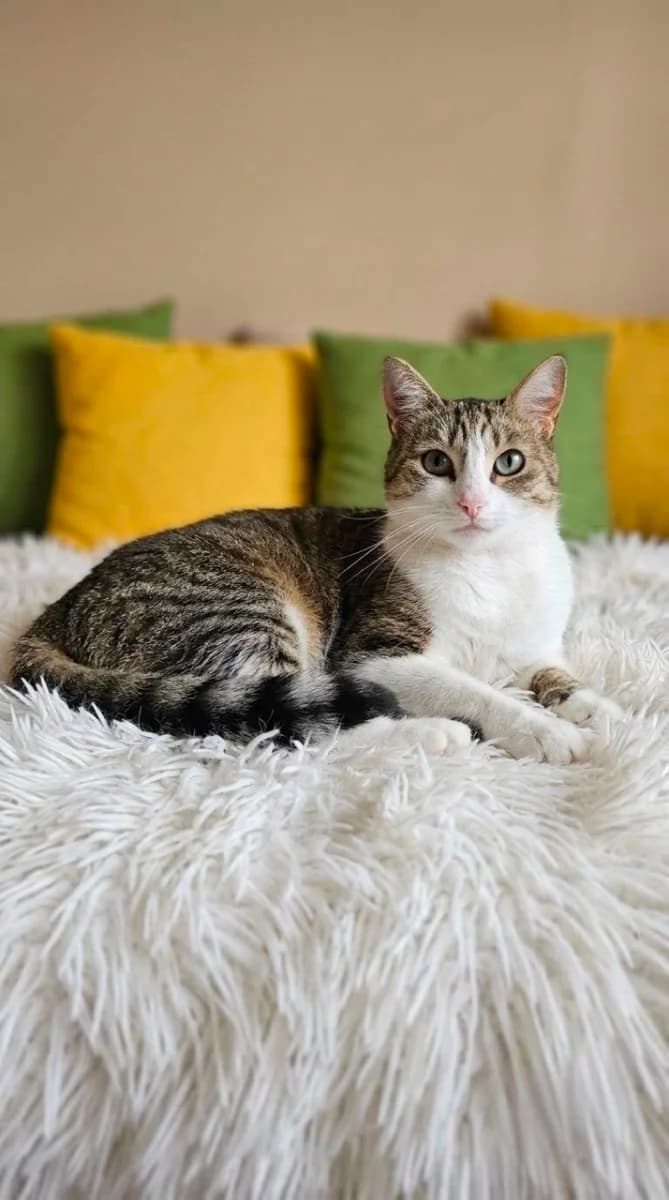 Koshka Alisa (sterilizovana) ishtet otvetstvennykh khozyaev (Кошка Алиса (стерилизована) ищет ответс, Mixed Breed (Kotyata Darom)