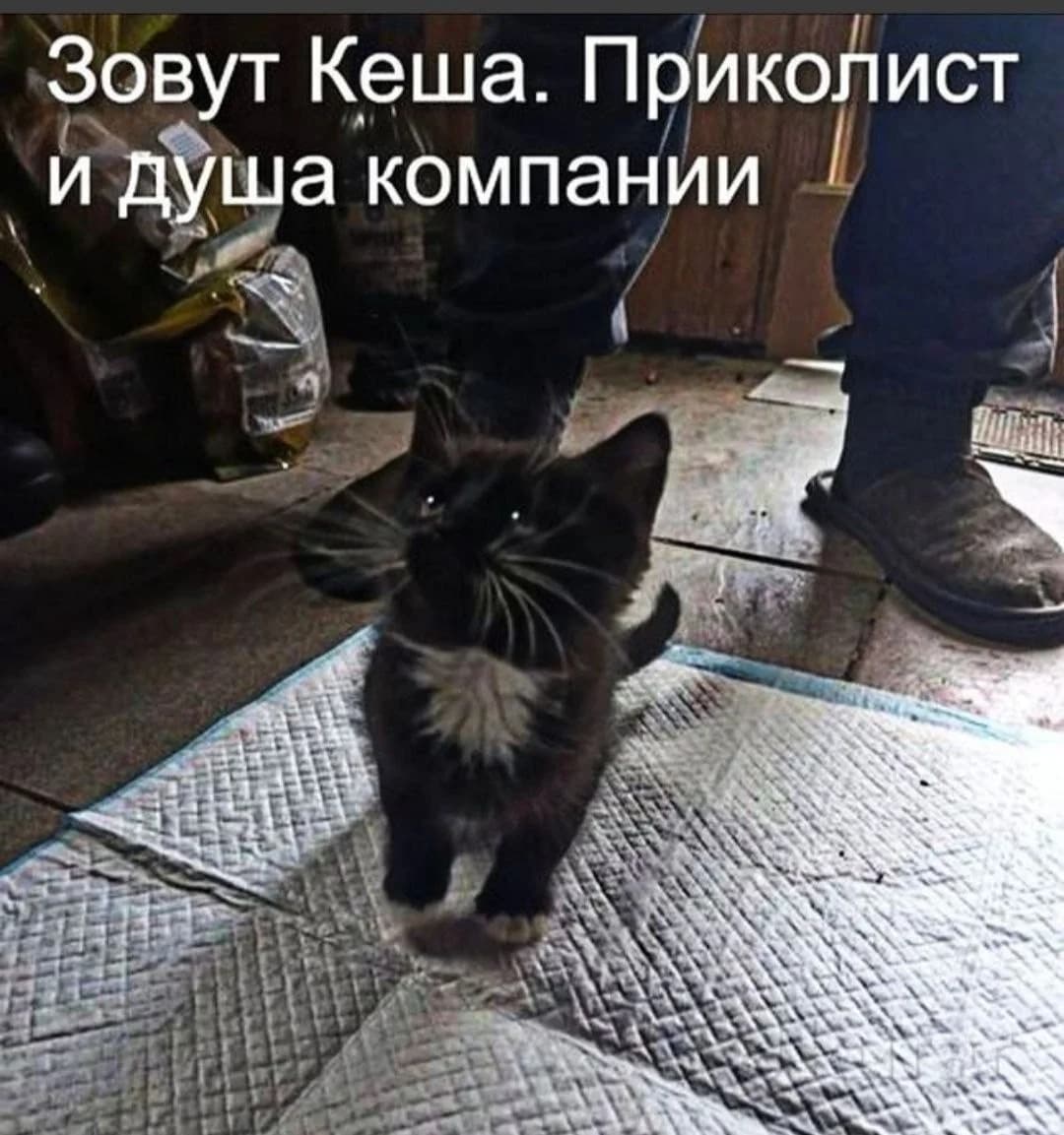 Milye kotyata (Милые котята),  Mixed Breed for adoption at Kotyata Darom, Minsk Region