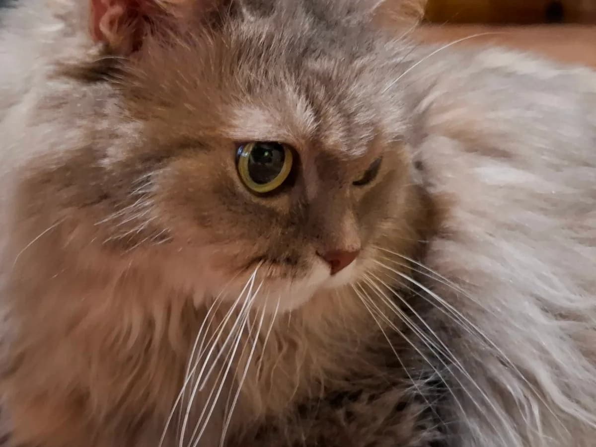 Koshka persidskaya shinshilla (Кошка персидская шиншилла), female Mixed Breed for adoption at Kotyata Darom, Minsk Region