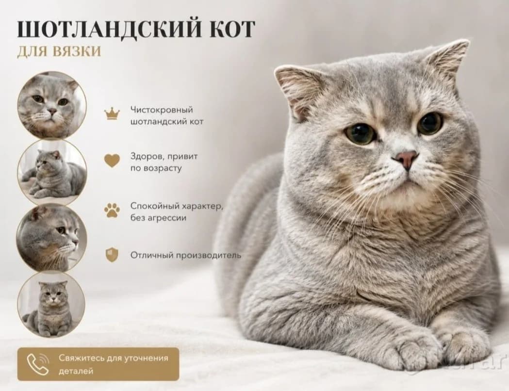 Vyazka shotlandskogo kota (Вязка шотландского кота),  Mixed Breed for adoption at Kotyata Darom, Minsk Region