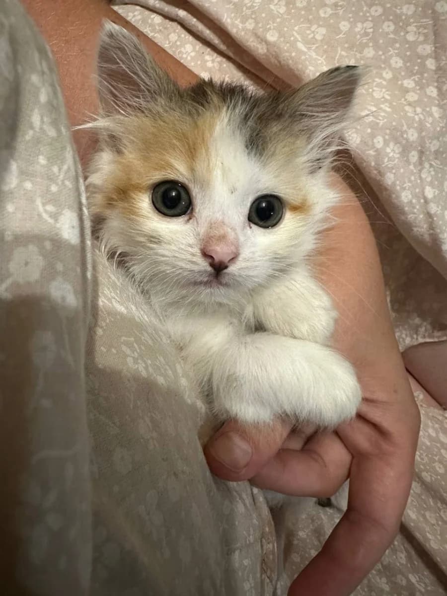 Kotenok ishtet semyu (Котенок ищет семью),  Mixed Breed for adoption at Kotyata Darom, Minsk Region