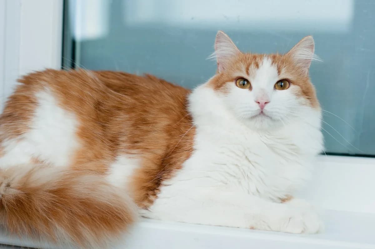 Alisey - skazochnyy kot (Алисей - сказочный кот), male Mixed Breed for adoption at Kotyata Darom, Minsk Region