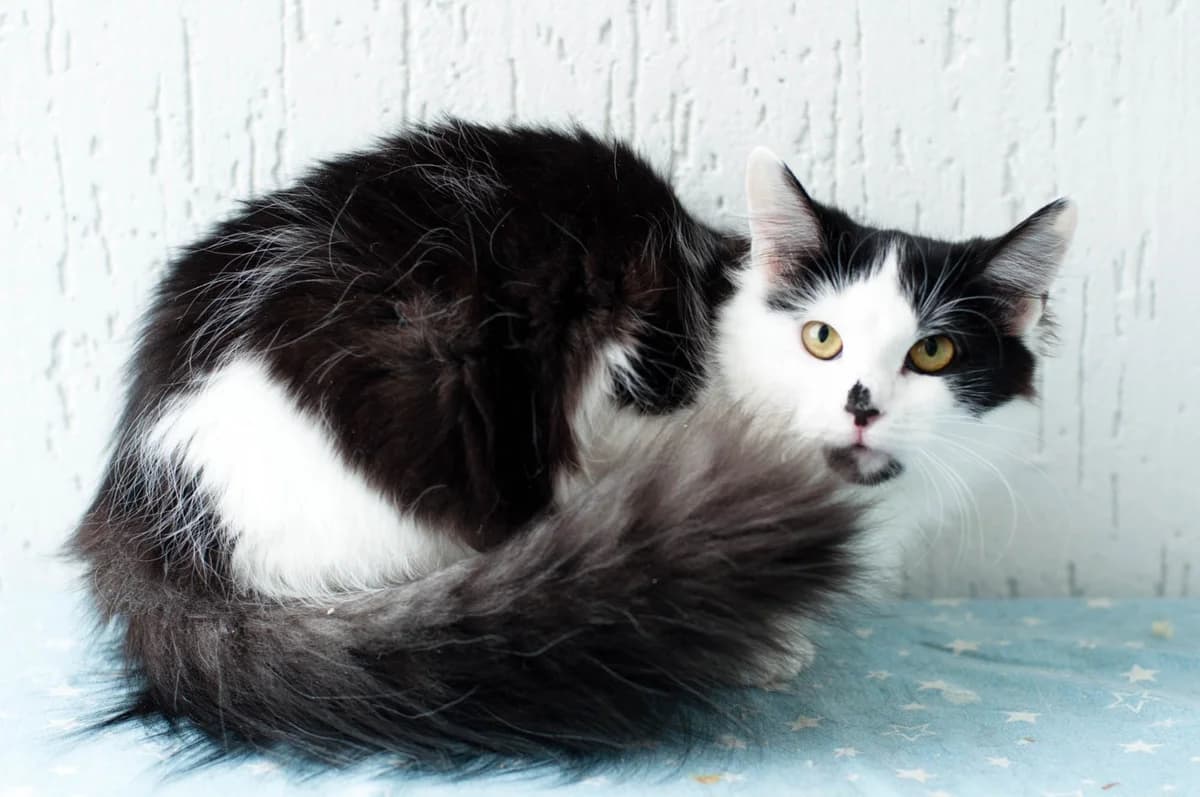 Donya - skromnaya krasavitsa (Доня - скромная красавица),  Mixed Breed for adoption at Kotyata Darom, Minsk Region