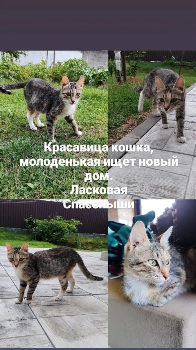Kotiki ishtut dom (Котики ищут дом),  Mixed Breed for adoption at Kotyata Darom, Minsk Region