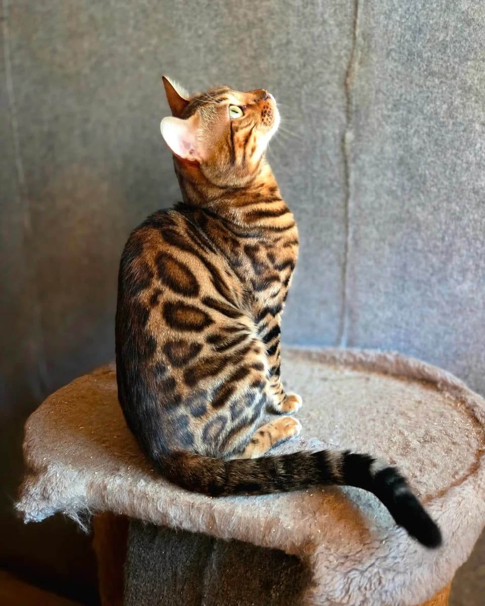 Vyazka bengalskikh koshek (Вязка бенгальских кошек),  Mixed Breed for adoption at Kotyata Darom, Minsk Region