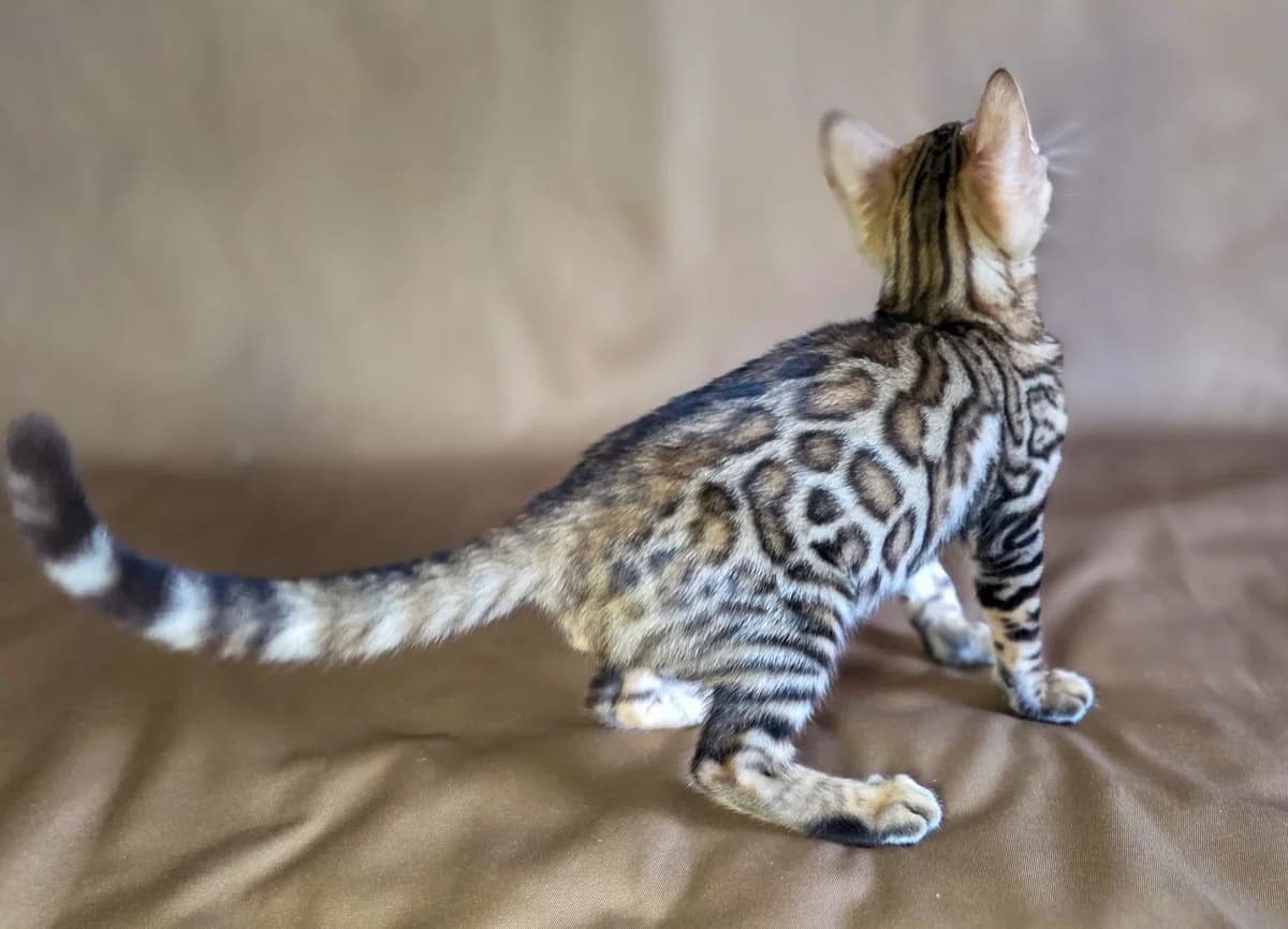 Elitnye bengalskie kotyata iz pitomnika (Элитные бенгальские котята из питомника),  Mixed Breed for adoption at Kotyata Darom, Minsk Region