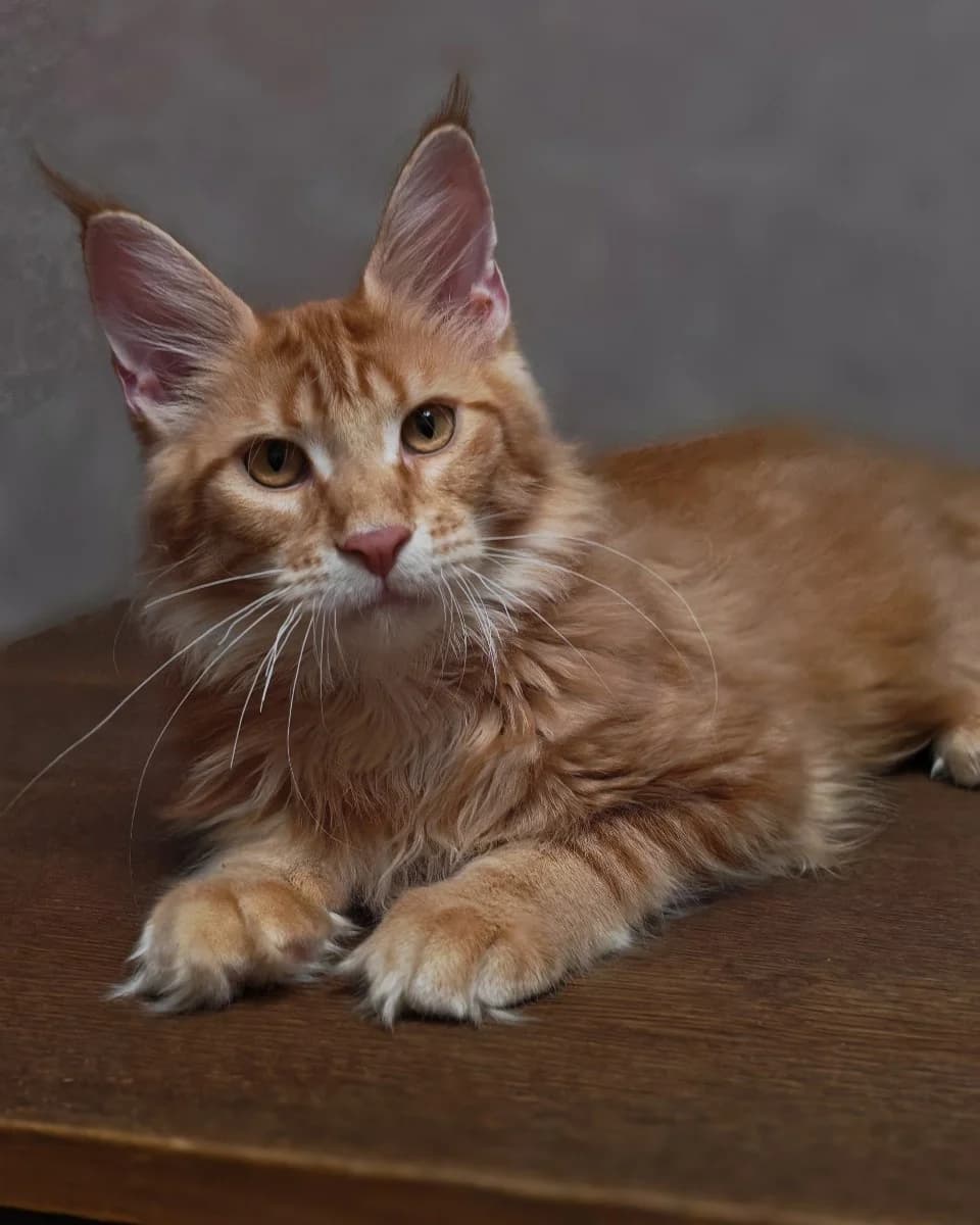Kotyata meyn-kun gotovy k pereezdu (Котята мейн-кун готовы к переезду),  Mixed Breed for adoption at Kotyata Darom, Minsk Region