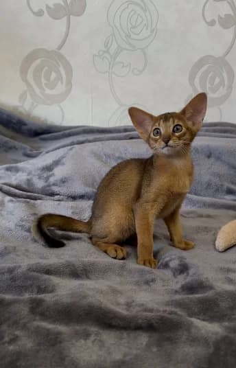 Abissinskie kotyata (Абиссинские котята),  Mixed Breed for adoption at Kotyata Darom, Minsk Region