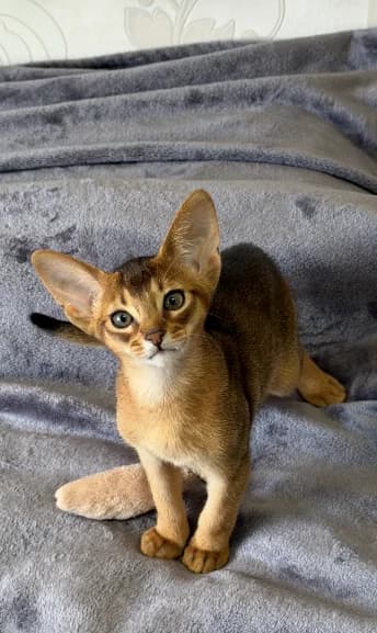 Abissinskie kotyata (Абиссинские котята),  Mixed Breed for adoption at Kotyata Darom, Minsk Region