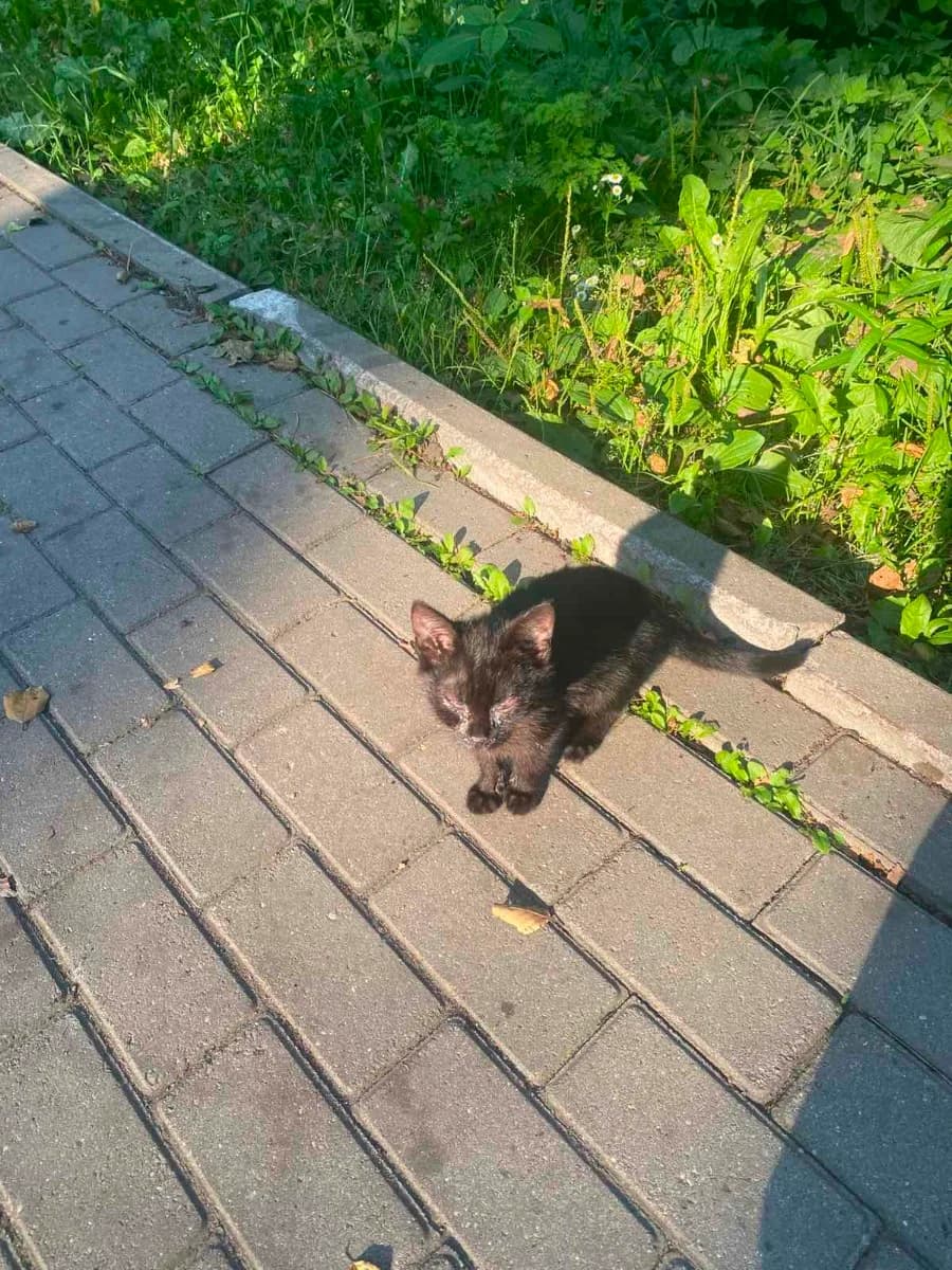 Kotyata vozle ozera Naroch! NUZhNA PEREDERZhKA, DOM, POMOSht! SOS (Котята возле озера Нарочь! НУЖНА ,  Mixed Breed for adoption at Kotyata Darom, Minsk Region