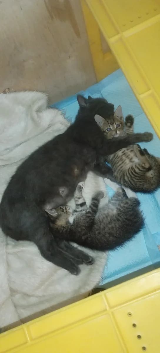 Zhelayushtie vzyat na svoe popechenie kotika (Желающие взять на свое попечение котика),  Mixed Breed for adoption at Kotyata Darom, Minsk Region