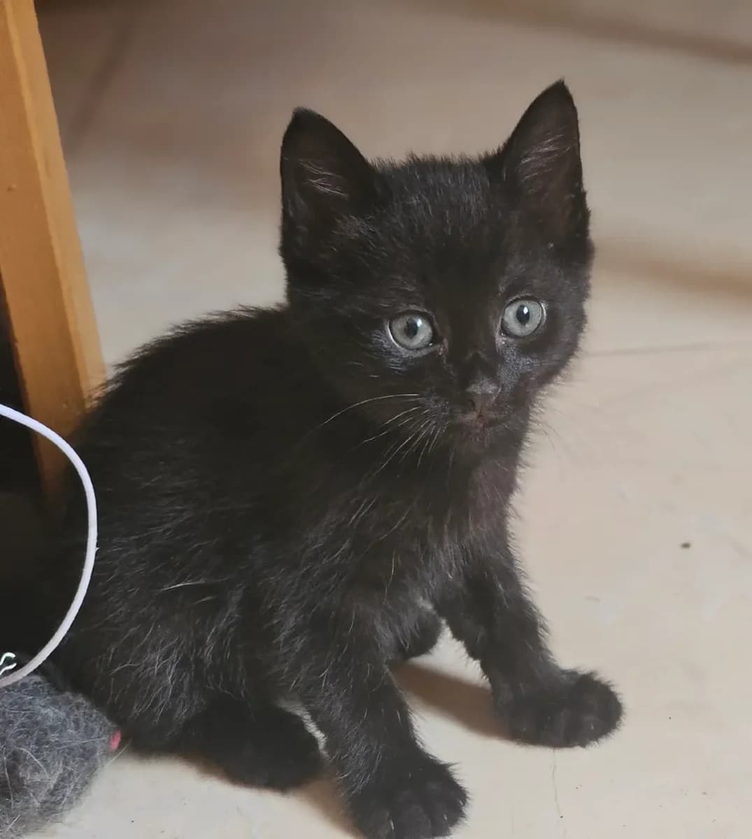 Otdam besplatno kotyat (Отдам бесплатно котят),  Mixed Breed for adoption at Kotyata Darom, Minsk Region