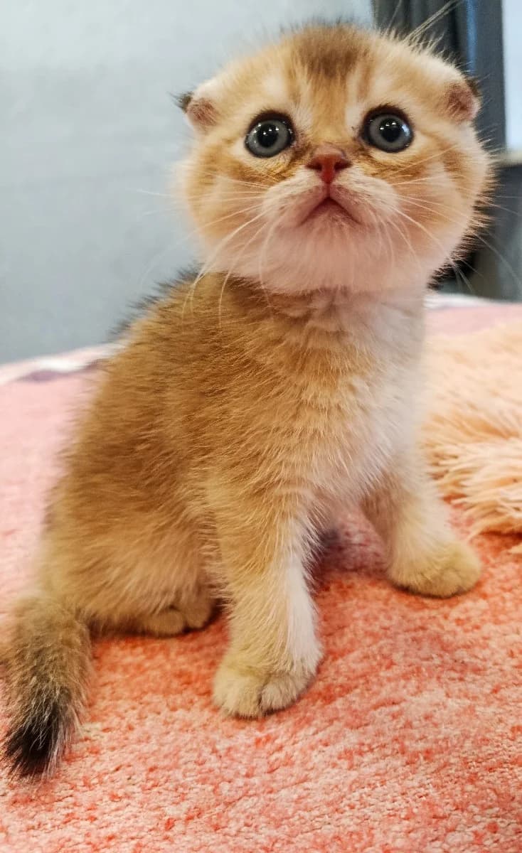 Shotlandskiy kotёnok (Шотландский котёнок),  Mixed Breed for adoption at Kotyata Darom, Minsk Region