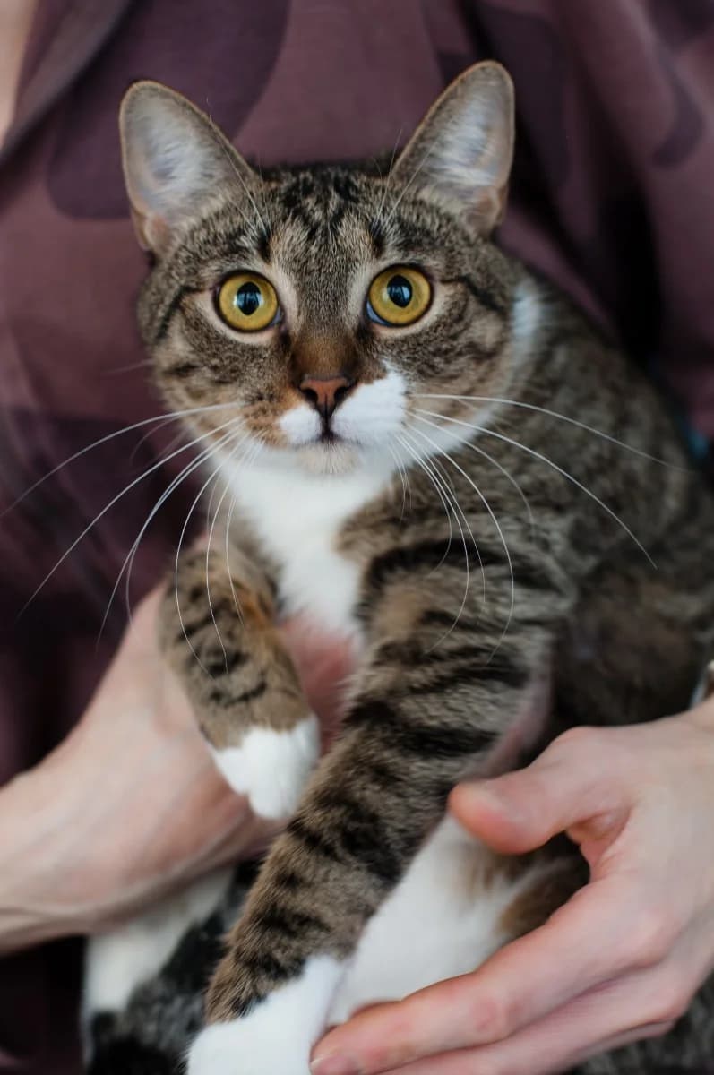 Mikhalina - krotkaya malyshka (Михалина - кроткая малышка),  Mixed Breed for adoption at Kotyata Darom, Minsk Region