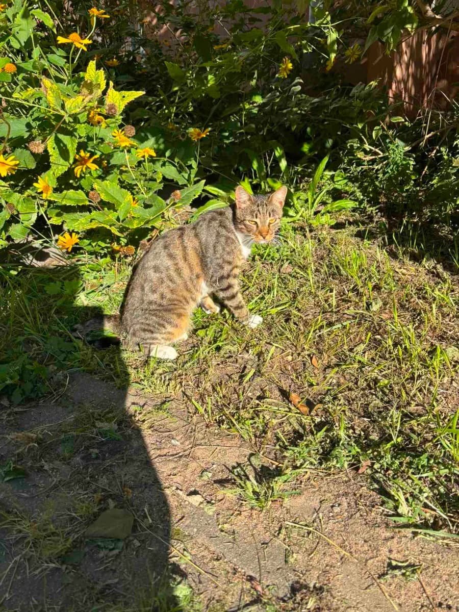 Ishtet dom kotorebenok! Kotenok v dar! SOS (Ищет дом которебенок! Котенок в дар! СОС),  Mixed Breed for adoption at Kotyata Darom, Minsk Region