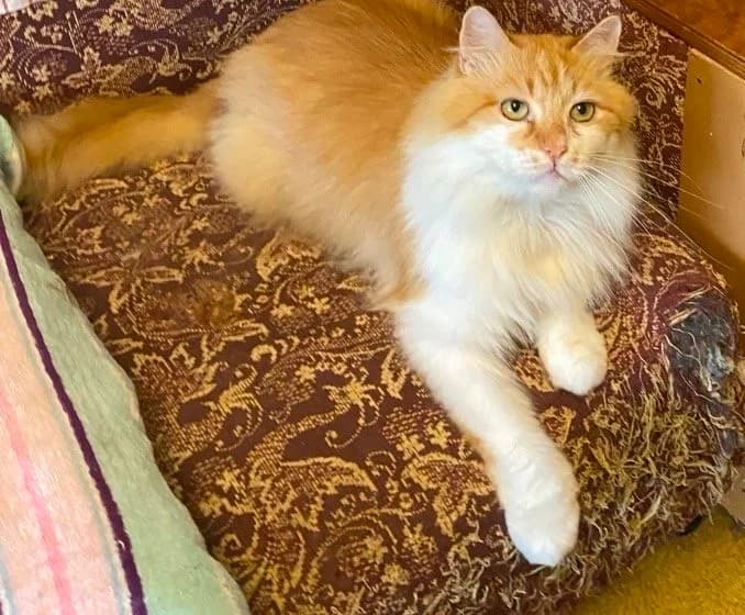 Nuzhna pomosht! Koty ishtut dom ili perederzhku! Sos (Нужна помощь! Коты ищут дом или передержку! Со,  Mixed Breed for adoption at Kotyata Darom, Minsk Region