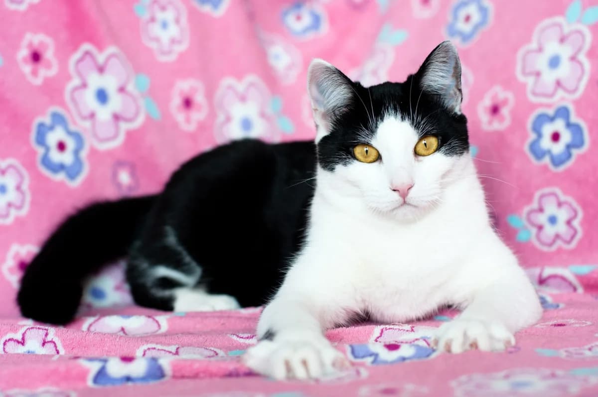 Reyna - dushevnaya kotyunya (Рейна - душевная котюня),  Mixed Breed for adoption at Kotyata Darom, Minsk Region