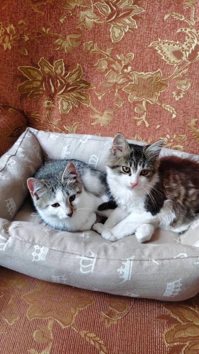 Umnye i laskovye kotyata (Умные и ласковые котята),  Mixed Breed for adoption at Kotyata Darom, Minsk Region