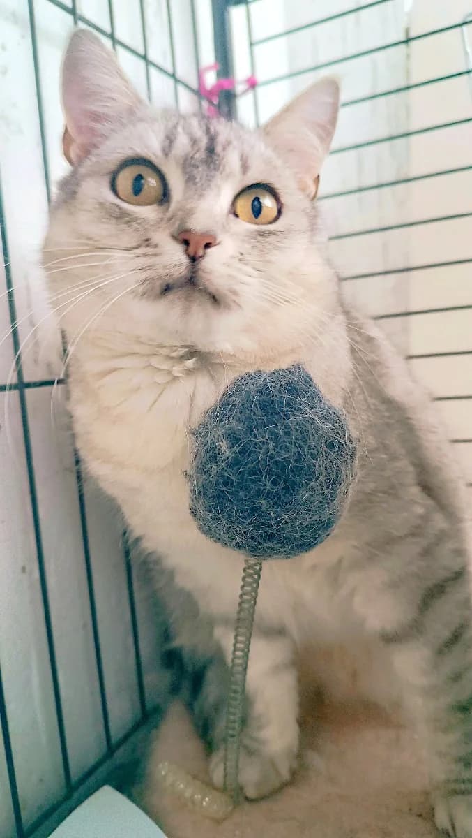 Kokha - britanskaya koshka ishtet dom (Коха - британская кошка ищет дом), female Mixed Breed for adoption at Kotyata Darom, Minsk Region