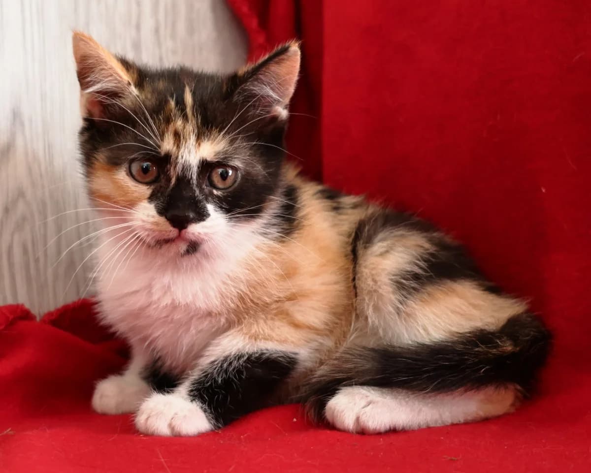 Kotenok Iriska (Котенок Ириска),  Mixed Breed for adoption at Kotyata Darom, Minsk Region