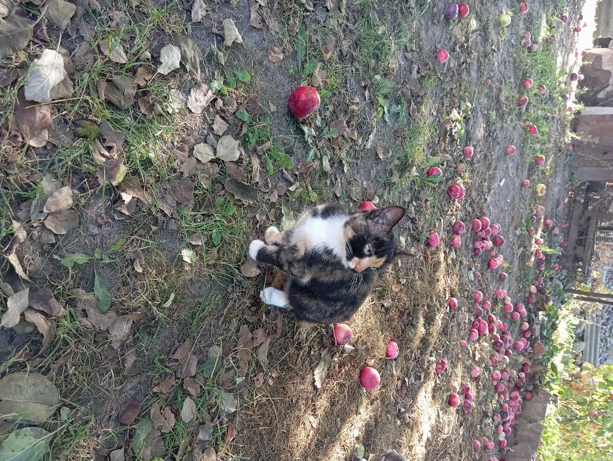 Koshechka trёkhmastnaya 4 mes (Кошечка трёхмастная 4 мес), female Mixed Breed for adoption at Kotyata Darom, Minsk Region