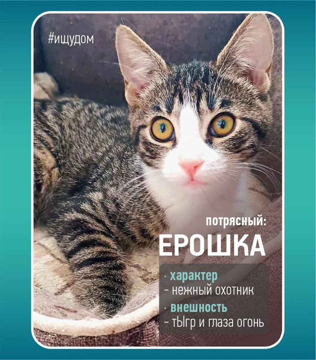 Eroshka - kroshka v dar (Ерошка - крошка в дар),  Mixed Breed for adoption at Kotyata Darom, Minsk Region