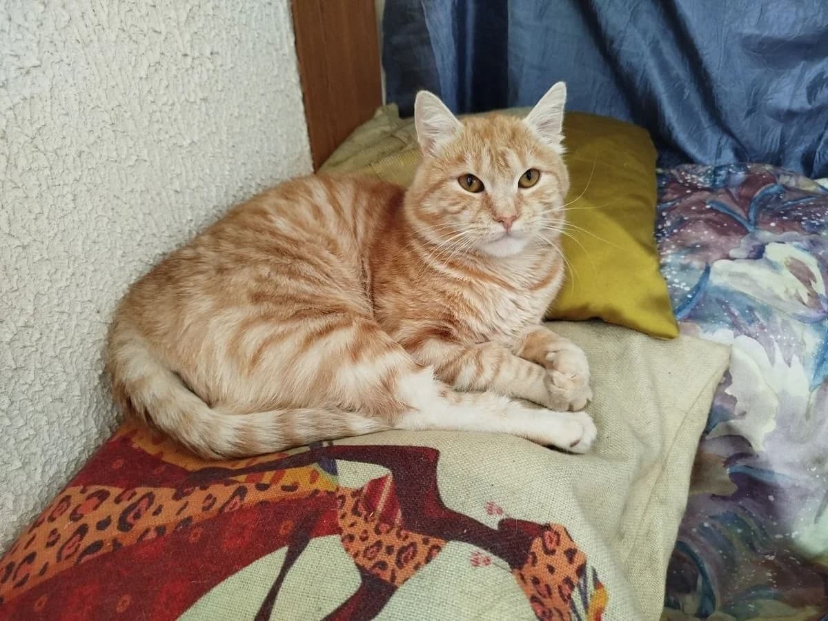 Zhizneradostnyy Persi (Жизнерадостный Перси), Mixed Breed for adoption at Kotyata Darom, Minsk Region
