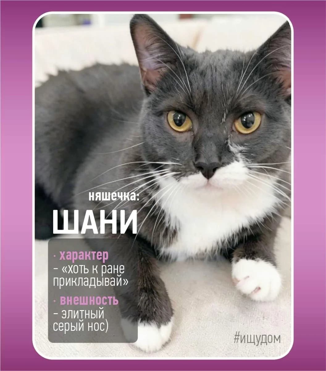 Shani - i krasivaya i umnaya (Шани - и красивая и умная), Mixed Breed for adoption at Kotyata Darom, Minsk Region