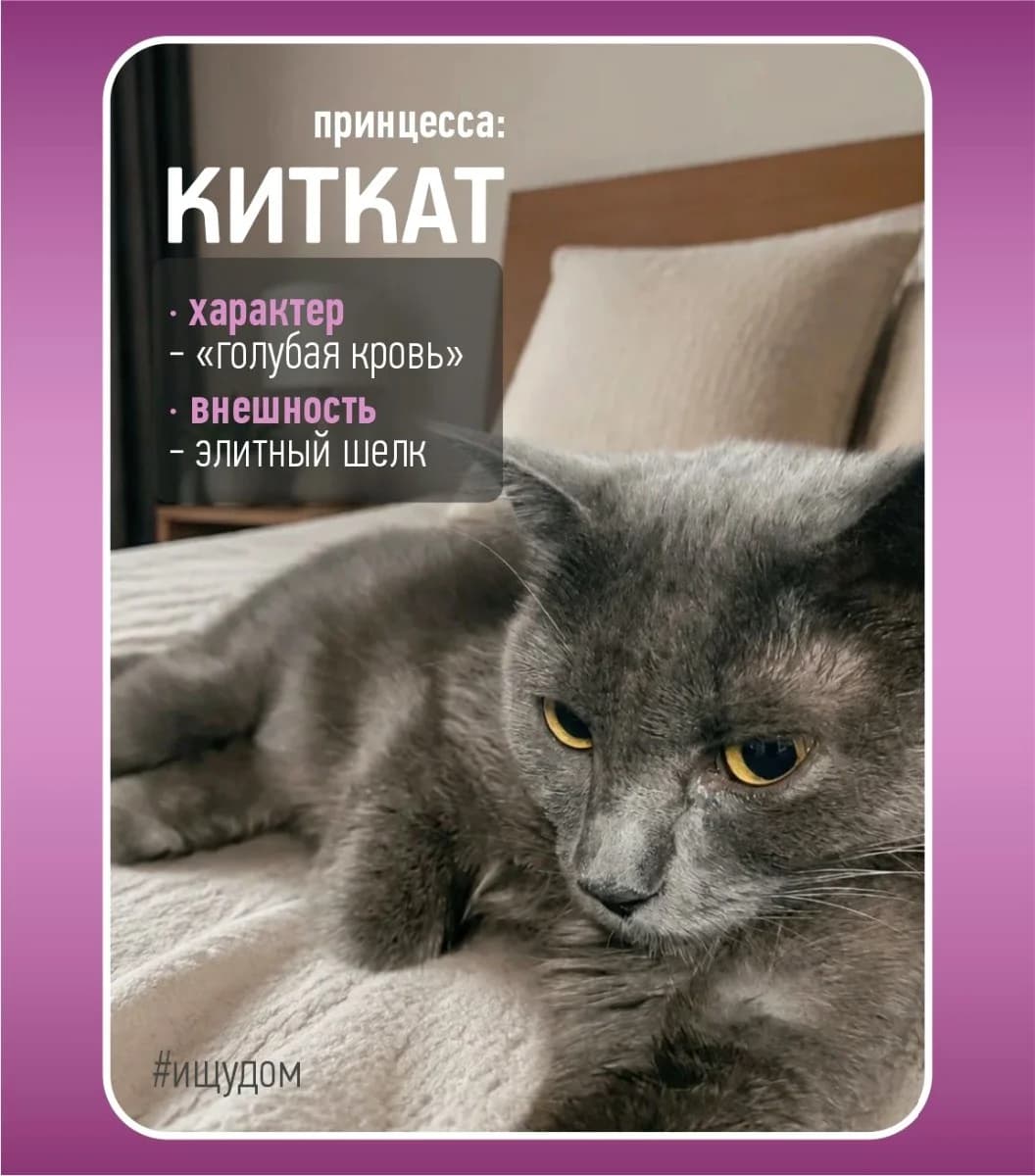 Kitkat - serebryanaya printsessa (Киткат - серебряная принцесса), Mixed Breed for adoption at Kotyata Darom, Minsk Region