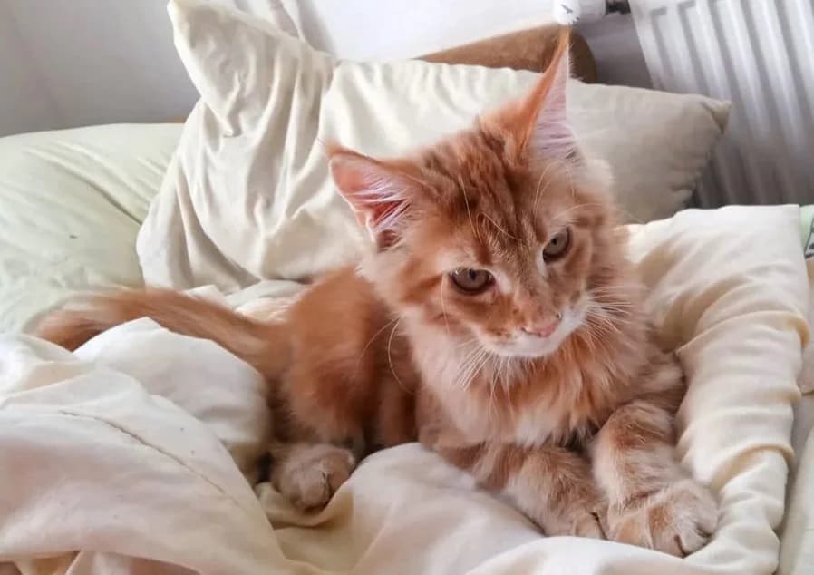 Kotyata meyn-kun prodazha malchika rozhdёnnyy 13.05.21 (Котята мейн-кун продажа мальчика рождённый 1,  Mixed Breed for adoption at Kotyata Darom, Minsk Region