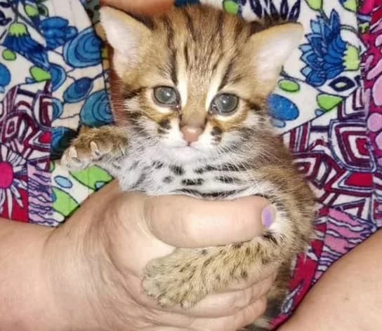 Aziatskiy leopardovyy kot. alk rodilis 18.05.21 (Азиатский леопардовый кот. алк родились 18.05.21), male Mixed Breed for adoption at Kotyata Darom, Minsk Region