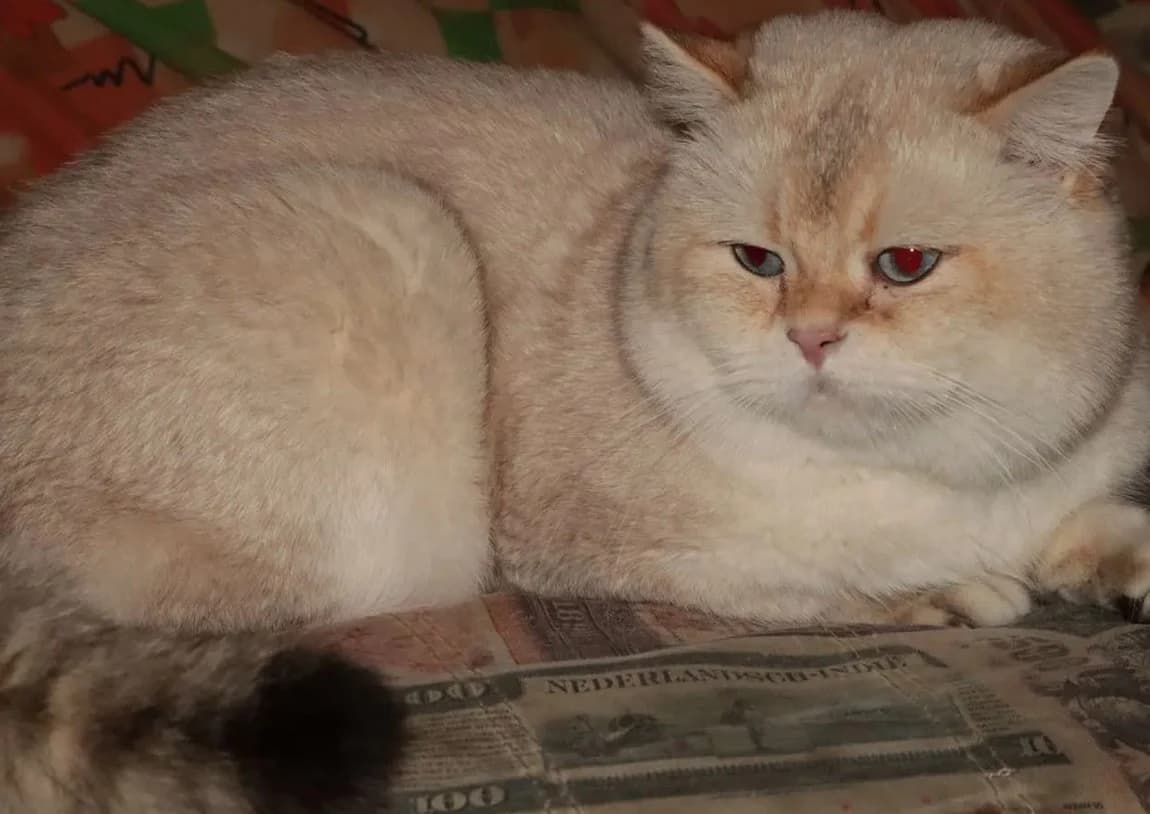 Vyazka shotlandskogo kotika okras sil golden tebbi point SFS71 ny 2133 (Вязка шотландского котика ок, Mixed Breed (Kotyata Darom)