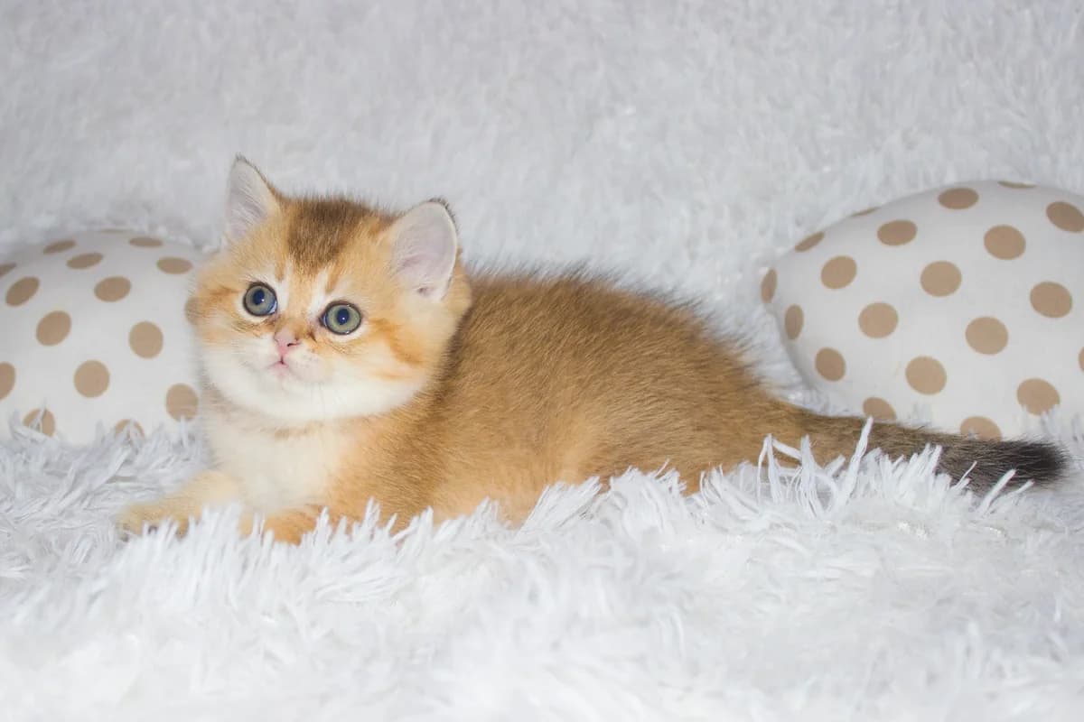 Malchik scottish-straight ny25 (Мальчик scottish-straight ny25), Mixed Breed (Kotyata Darom)