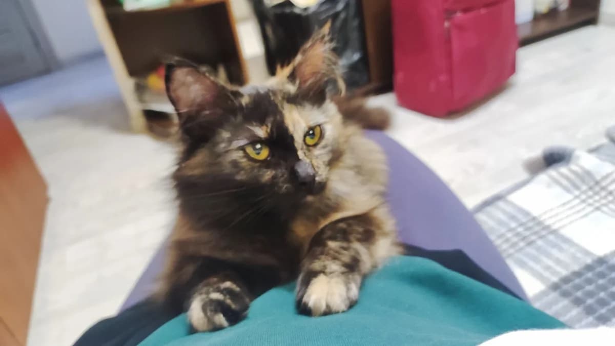Koshka (Кошка), Mixed Breed (Kotyata Darom)