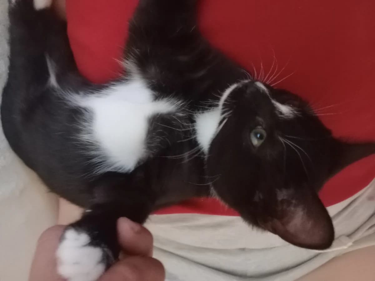 Kot (Кот), Mixed Breed (Kotyata Darom)