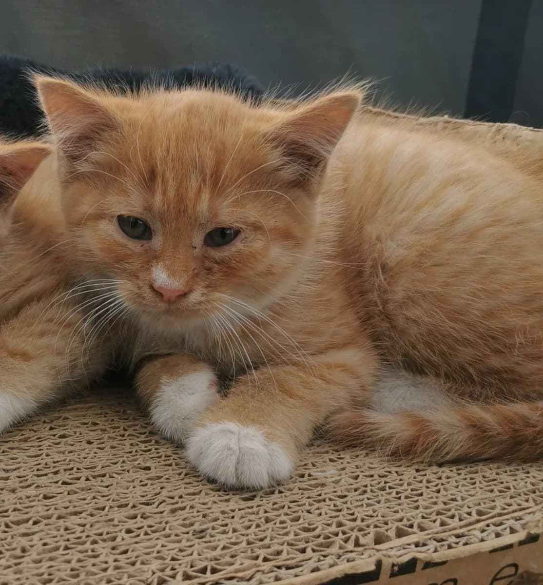 Kotenok (Котенок), Mixed Breed (Kotyata Darom)