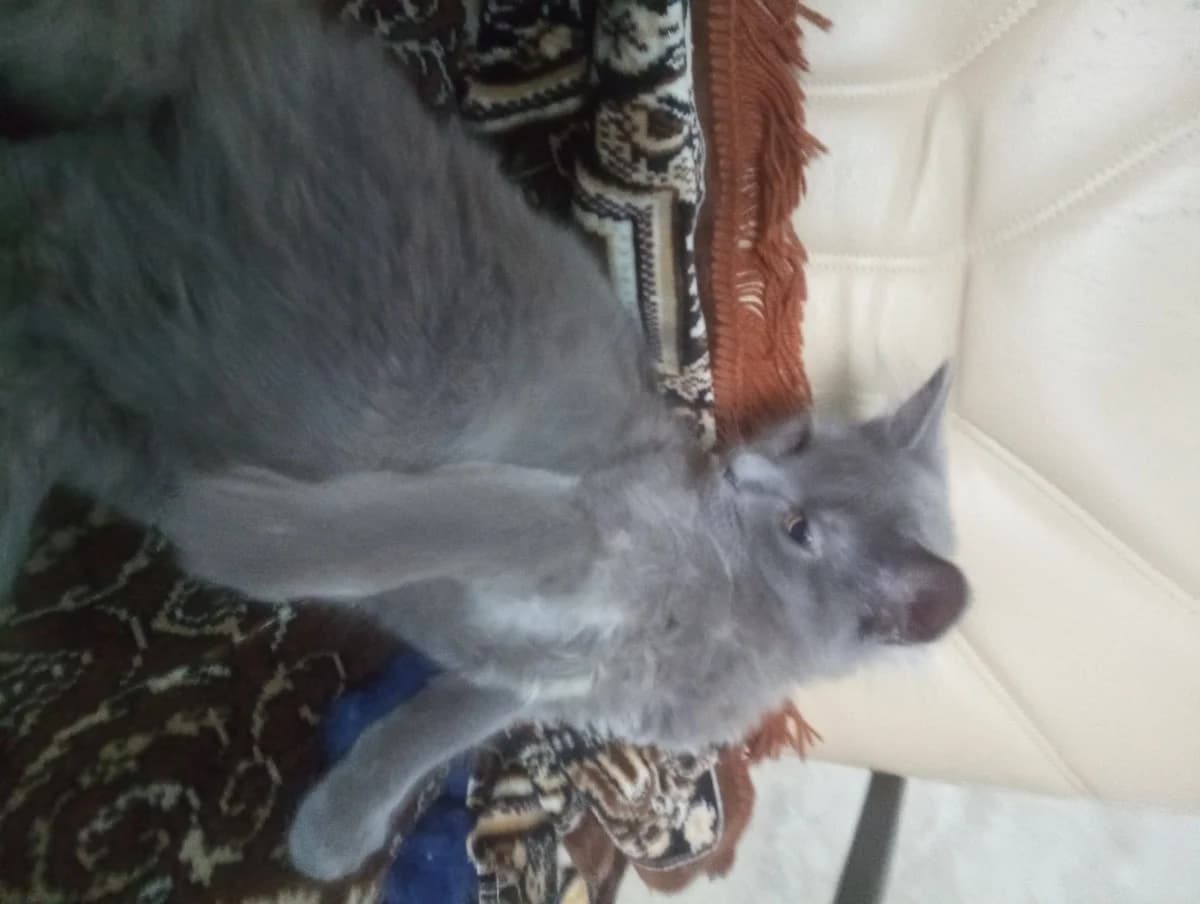 Kotenok (Котенок), Mixed Breed (Kotyata Darom)