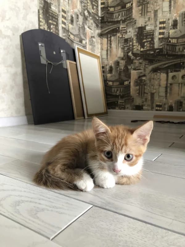 Kotёnok (Котёнок), Mixed Breed (Kotyata Darom)