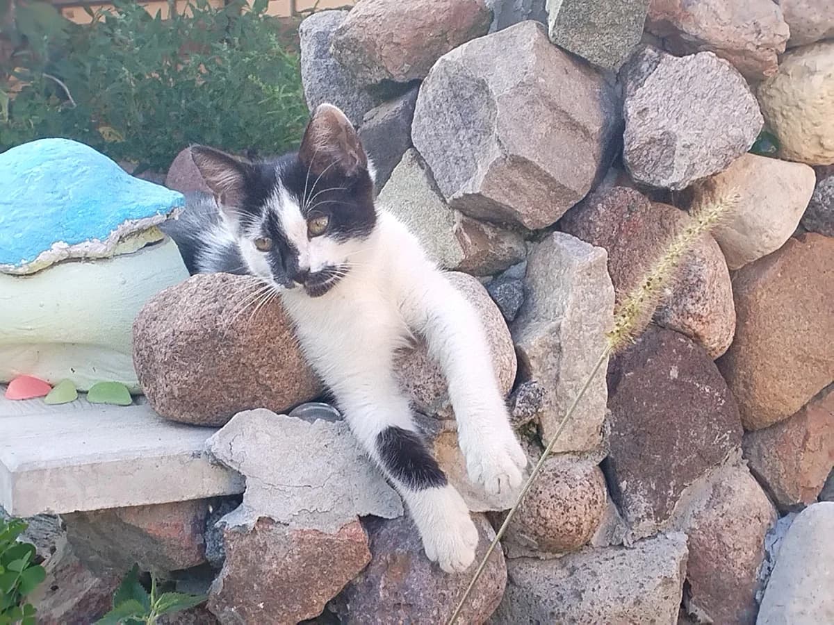 Kotёnok (Котёнок), Mixed Breed (Kotyata Darom)