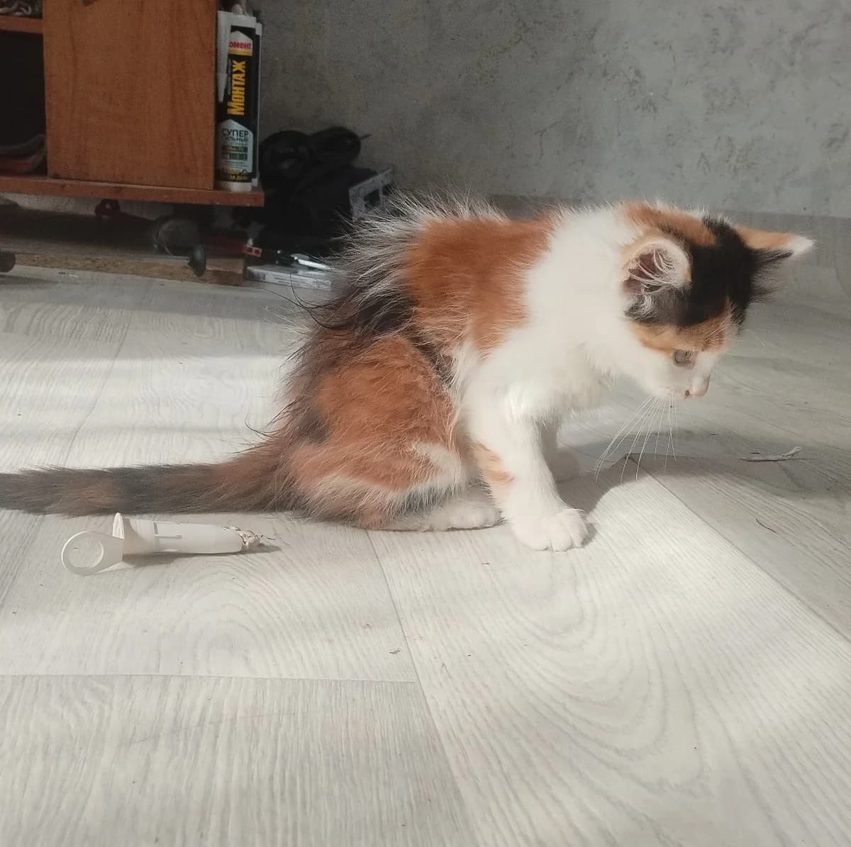 Kotёnok (Котёнок), Mixed Breed (Kotyata Darom)